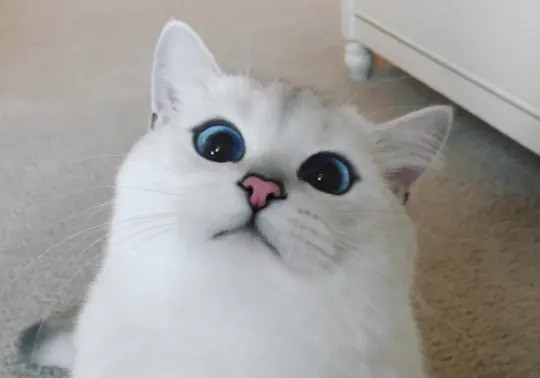 Coby The Cat